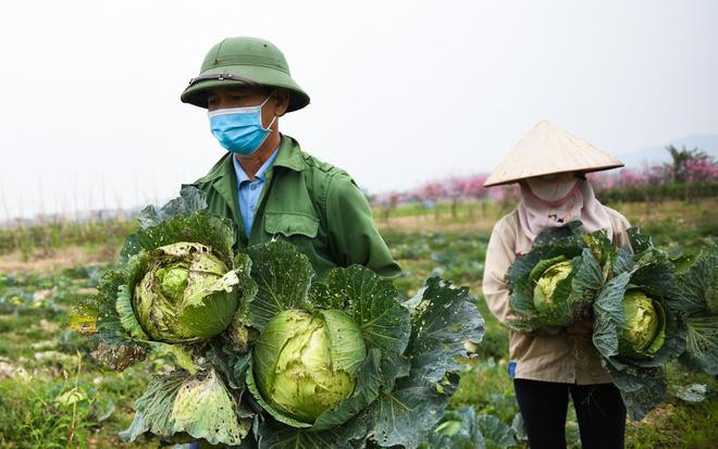 Hàng chục ha cà chua, bắp cải... ở Chí Linh (Hải Dương) đến kỳ thu hoạch nhưng không thể xuất bán đi các tỉnh