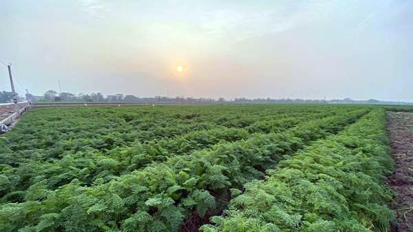 Cách đồng cà rốt tại xã Đức Chính, Cẩm Giàng đã già và cần phải có người thu hoạch