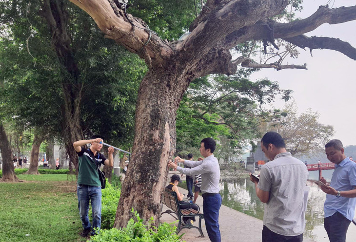 Ngày 24/5, Công ty Cây xanh Hà Nội sẽ chặt hạ 3 cây sưa chết khô ven hồ Hoàn Kiếm