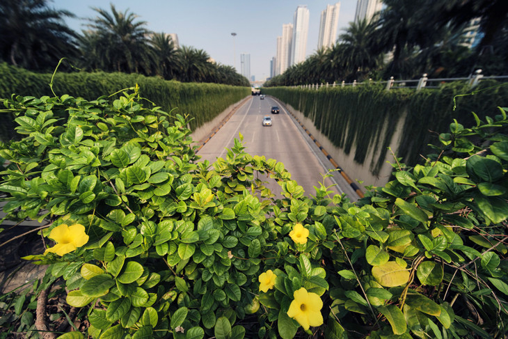 Cây bóng mát, cây leo ở khu vực hầm chui đại lộ Thăng Long Cây bóng mát, cây leo ở khu vực hầm chui đại lộ Thăng Long