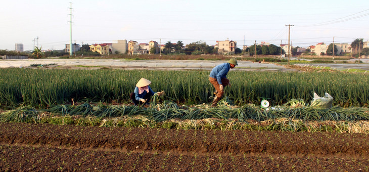 Hiện các quận, huyện có Dự án đường Vành đai 4 đi qua đều đang tích cực triển khai công tác giải phóng mặt bằng. Hiện các quận, huyện có Dự án đường Vành đai 4 đi qua đều đang tích cực triển khai công tác giải phóng mặt bằng.
