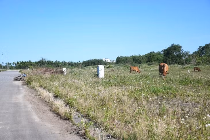 Khu dân cư với 116 lô đất biến thành bãi chăn thả trâu bò sau nhiều lần đấu giá không thành công.