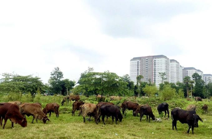 Nhiều lô đất dự án Khu đô thị Thanh Hà Cienco 5 đang bỏ hoang, làm nơi chăn thả gia súc