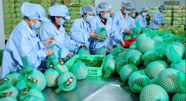 Bưởi được đóng gói và kiểm tra trước khi xuất khẩu