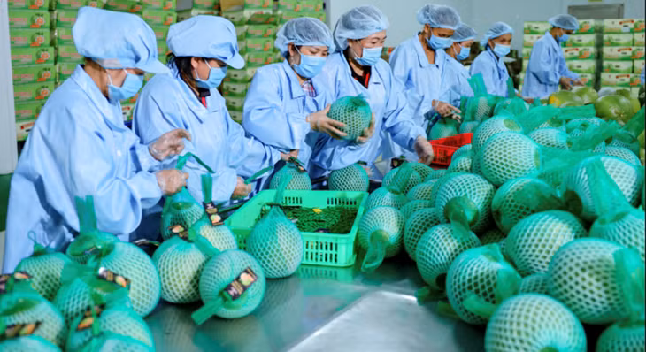 Bưởi được đóng gói và kiểm tra trước khi xuất khẩu