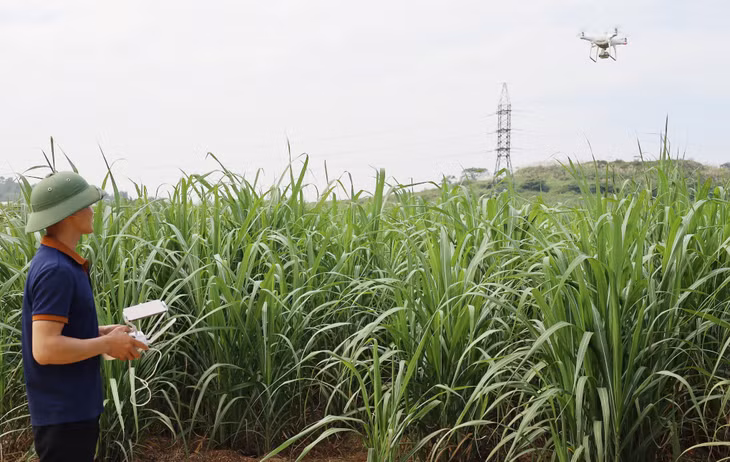 Thông qua cảm biến từ drone và vệ tinh, dự án sẽ thu thập dữ liệu về sức khỏe và thuộc tính của cây trồng, sau đó xử lý bằng trí tuệ nhân tạo để phân loại