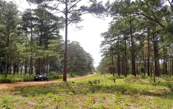 Rừng thông tại xã Lộc Phú, huyện Bảo Lâm Rừng thông tại xã Lộc Phú, huyện Bảo Lâm