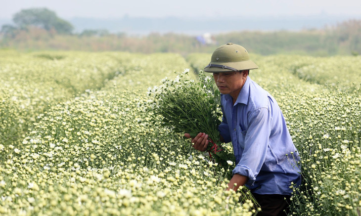 Nông dân Hà Nội thu hoạch cúc họa mi Nông dân Hà Nội thu hoạch cúc họa mi