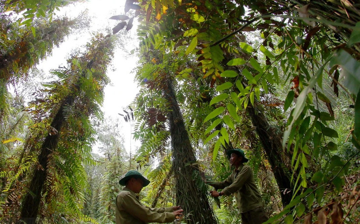Cán bộ Khu bảo tồn Thiên nhiên Lung Ngọc Hoàng, tỉnh Hậu Giang, tích cực kiểm tra rừng thường xuyên Cán bộ Khu bảo tồn Thiên nhiên Lung Ngọc Hoàng, tỉnh Hậu Giang, tích cực kiểm tra rừng thường xuyên