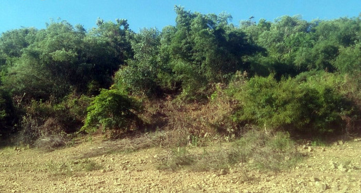 Khu vực rừng phòng hộ huyện Vĩnh Thạnh, tỉnh Bình Định