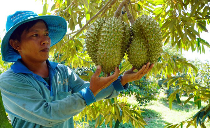 Vườn sầu riêng tại Long An Vườn sầu riêng tại Long An