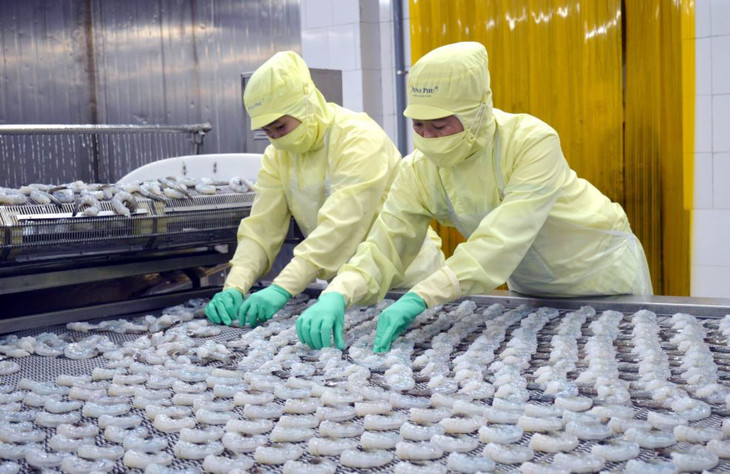 Chế biến tôm xuất khẩu tại một nhà máy thủy sản ở Cà Mau