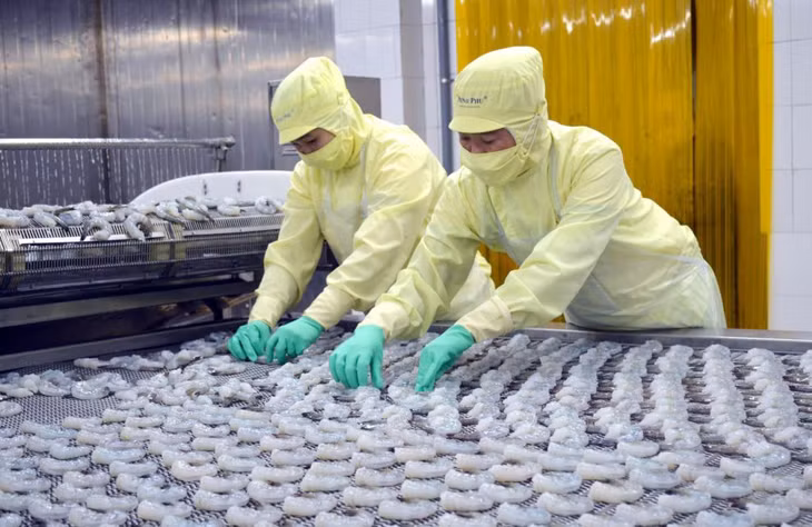 Chế biến tôm xuất khẩu tại một nhà máy thủy sản ở Cà Mau