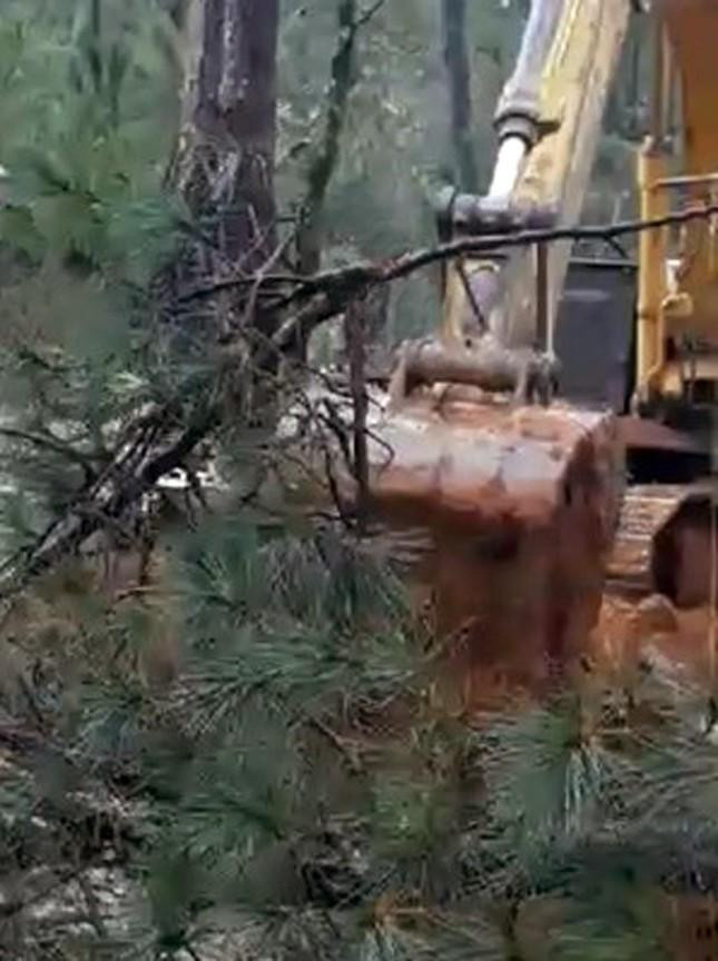 Có doanh nghiệp lén lút triệt hạ cây thông để triển khai dự án