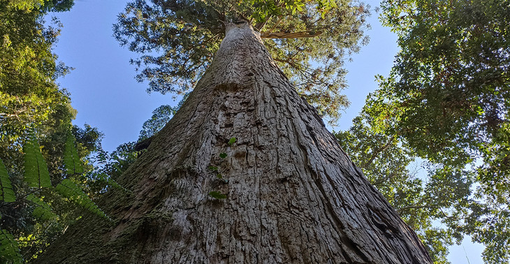 Cây pơ mu hơn 1.000 tuổi cũng được xếp hạng cây di sản Việt Nam Cây pơ mu hơn 1.000 tuổi cũng được xếp hạng cây di sản Việt Nam