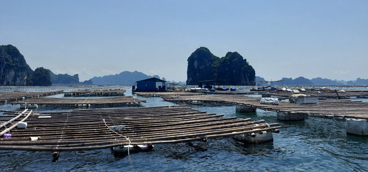 Tỉnh Quảng Ninh phấn đấu di dời, giải tỏa toàn bộ cơ sở nuôi trồng trái phép trước 30/4/2023