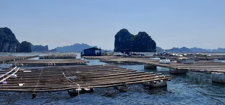 Tỉnh Quảng Ninh phấn đấu di dời, giải tỏa toàn bộ cơ sở nuôi trồng trái phép trước 30/4/2023