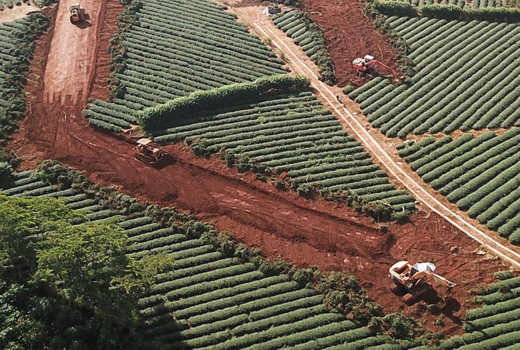 Dùng xe máy múc phá bỏ vườn chè Dùng xe máy múc phá bỏ vườn chè