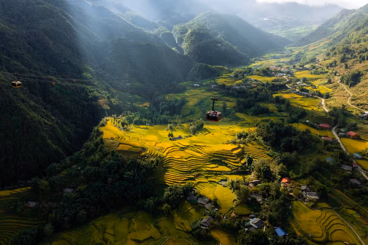 Du khách ngắm đồng hoa dơn lúa từ cáp treo lên đỉnh Fansipan