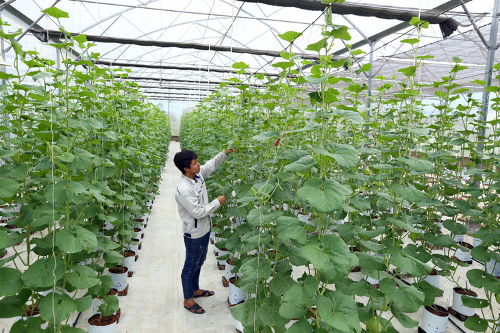 Tham gia xây dựng hạ tầng số thông minh, nền tảng số cho doanh nghiệp bao gồm nền tảng chuyển đổi số và các nền tảng phái sinh chuyển đổi số doanh nghiệp theo ngành dọc nông nghiệp, du lịch