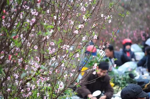 Hà Nội sẽ có 78 điểm tổ chức chợ hoa xuân phục vụ Tết Nguyên đán Nhâm Dần