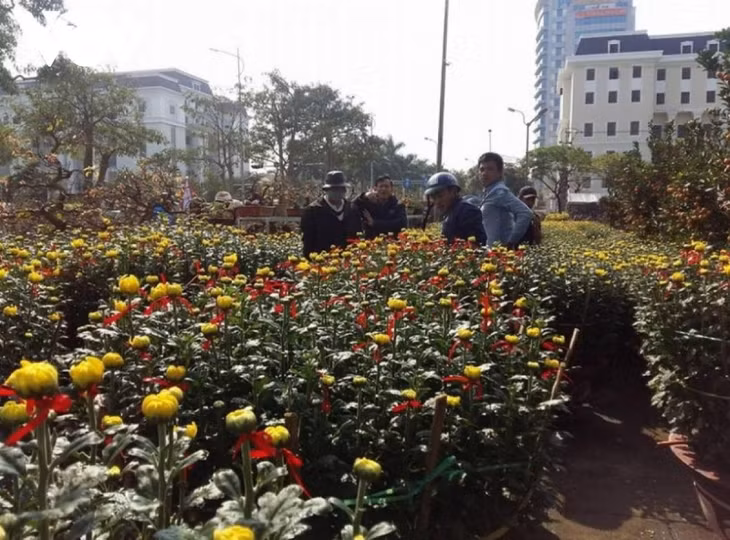 Chợ hoa Tết Đà Nẵng mọi năm thu hút đông đảo người dân trên địa bàn thành phố đến tham quan, mua sắm.