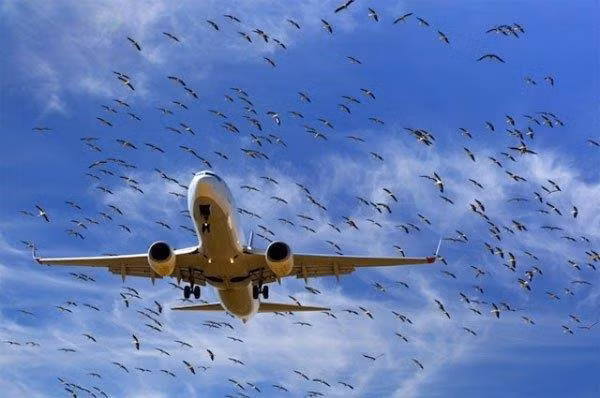 Vietnam Airlines ghi nhận có những chuyến bay bị chim va vào cả 2 động cơ