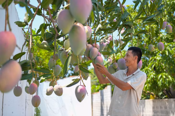 Xoài Việt Nam chiếm lĩnh thị trường Trung Quốc