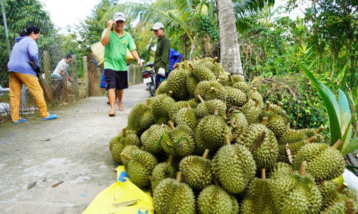 Thu hoạch sầu riêng tại thị xã Cai Lậy, Tiền Giang