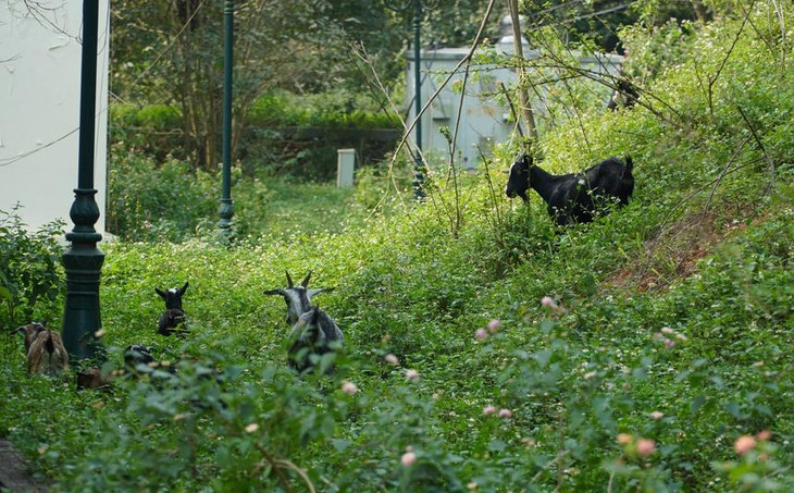 Khuôn viên trung tâm hội nghị bỏ hoang thành nơi chăn thả dê. Khuôn viên trung tâm hội nghị bỏ hoang thành nơi chăn thả dê.