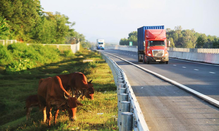 Không có hàng bảo vệ, bò vào ven đường cao tốc Đà Nẵng - Quảng Ngãi ăn cỏ