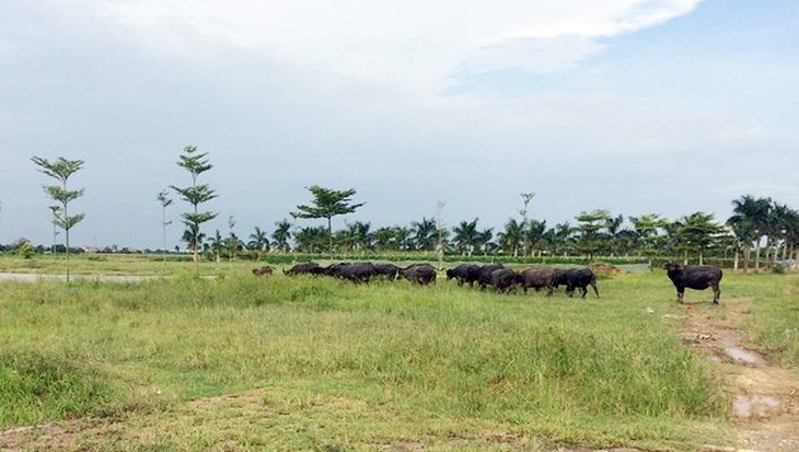 50 dự án với tổng diện tích 2.879 ha bị xem xét thu hồi nằm trong 404 dự án đã được Nhà nước giao đất, cho thuê đất, chuyển mục đích sử dụng đất