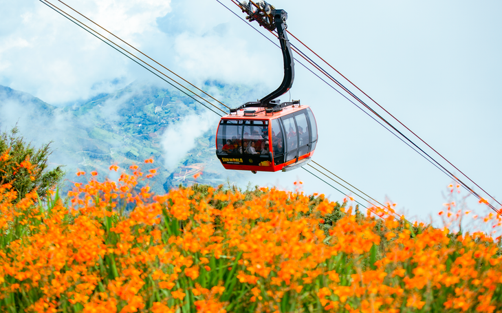 Cáp treo lên đỉnh Fansipan, băng qua “ruộng bậc thang” hoa dơn lúa đang khoe sắc Cáp treo lên đỉnh Fansipan, băng qua “ruộng bậc thang” hoa dơn lúa đang khoe sắc