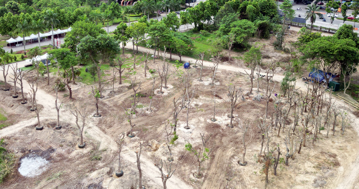 Gần 1.000 cây xanh trong công viên Hội An sẽ được đánh chuyển, cắt bỏ