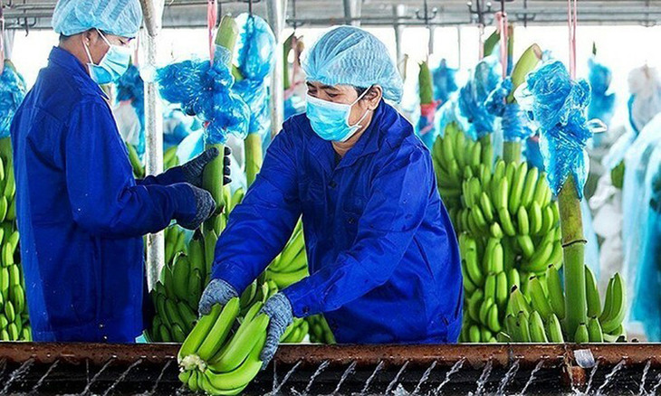 Xưởng sơ chế chuối của Hoàng Anh Gia Lai tại Lào Xưởng sơ chế chuối của Hoàng Anh Gia Lai tại Lào