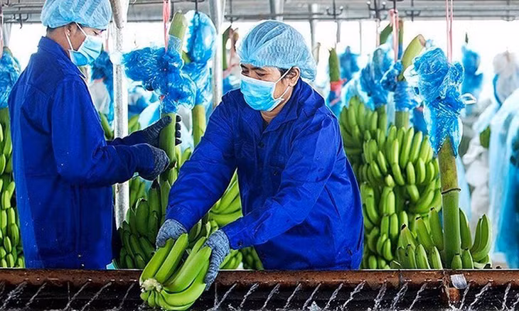Xưởng sơ chế chuối của Hoàng Anh Gia Lai tại Lào