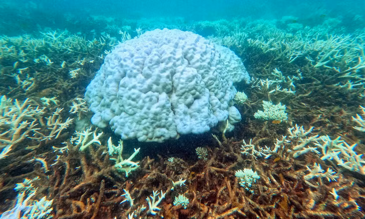 Một rạn san hô chuyển màu, chết dần