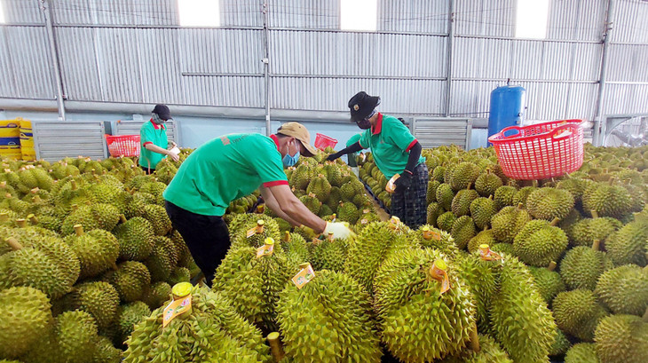 Nhân viên kiểm tra sầu riêng tại kho để chuẩn bị xuất khẩu Nhân viên kiểm tra sầu riêng tại kho để chuẩn bị xuất khẩu
