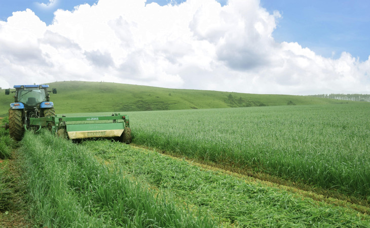 Cánh đồng yến mạch, bắp hữu cơ tại Trang trại bò sữa Lao-Jagro ở Xiêng Khoảng (Lào), ảnh chụp tháng 5/2021