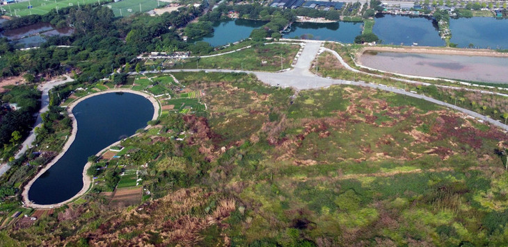 Cỏ dại mọc tốt um trong Công viên Chu Văn An