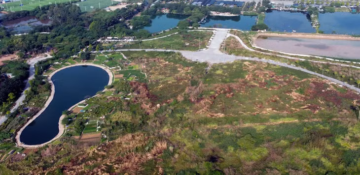 Cỏ dại mọc tốt um trong Công viên Chu Văn An