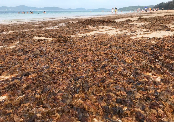 Rong biển chết xếp thành lớp ở bãi biển Hồng Vàn (Quảng Ninh) Rong biển chết xếp thành lớp ở bãi biển Hồng Vàn (Quảng Ninh)