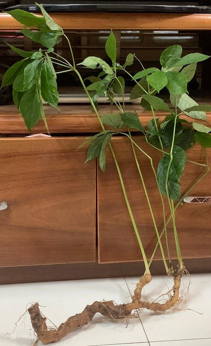 Củ sâm Ngọc Linh nặng 1,8 gram được mang đấu giá tại hội chợ sâm