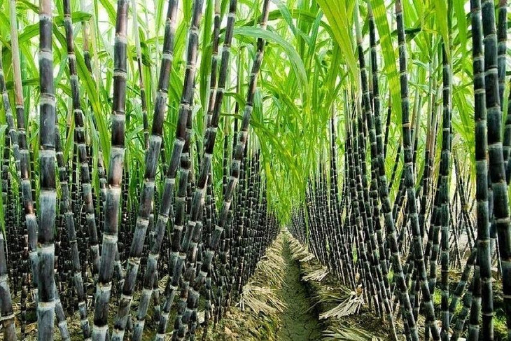 Việt Nam áp thuế chống bán phá giá với đường có nguồn gốc từ Thái Lan