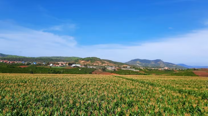 Cánh đồng bắp tươi tốt tại trang trại Vinamilk Đà Lạt sau 3 năm cải tạo, phục hồi đất