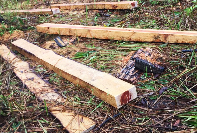 Xẻ gỗ ngay giữa rừng