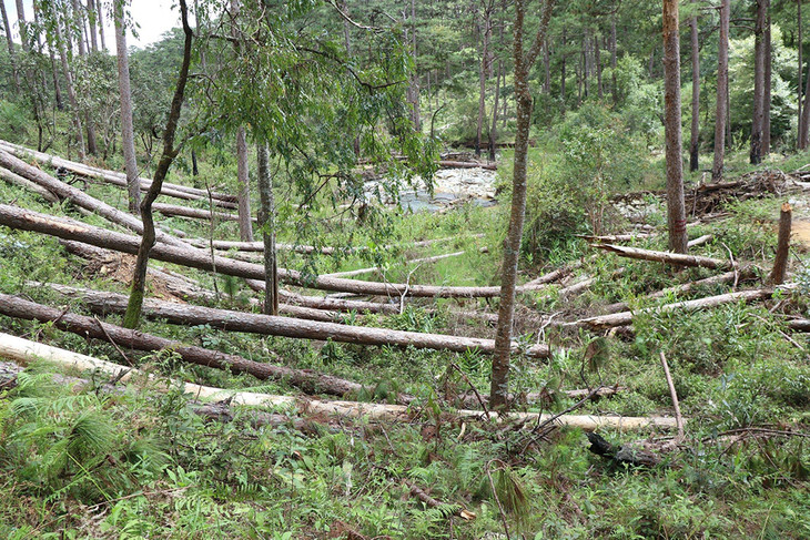 Nhiều gốc thông bị đốn hạ nằm la liệt ở Tiểu khu 132