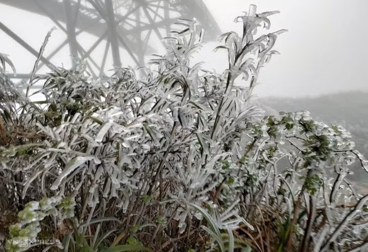 Sáng 2/4, cây cỏ ở đỉnh Fansipan được bao phủ bởi băng giá