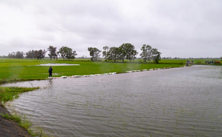 103.000 ha lúa, hoa màu cùng 160.000 cây cảnh bị hư hại do mưa lũ trái mùa