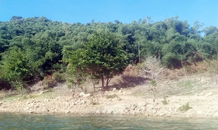 Khu vực rừng phòng hộ huyện Vĩnh Thạnh, tỉnh Bình Định